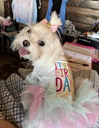 Happy Birthday Dog Dress